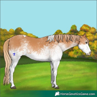 Horse Color:White Spotted Chestnut Tobiano 