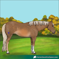 Horse Color:Chocolate Palomino Tobiano 