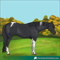 Horse Color:Black Tobiano 
