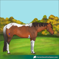 Horse Color:Bay Tobiano 