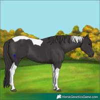 Horse Color:Smoky Black Tobiano 
