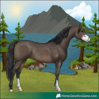 Horse Color:Brown Dun Sabino Rabicano 