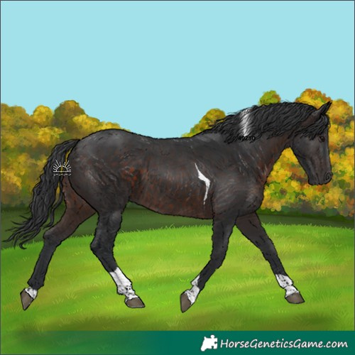 Horse Color:Brown Tobiano 