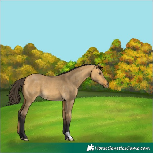 Horse Color:Buckskin Dun