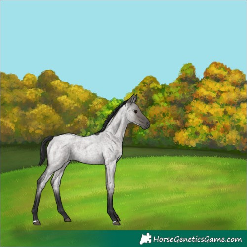Horse Color:Grullo Roan 