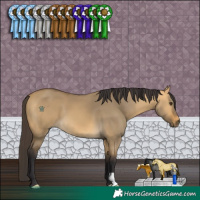 Horse Color:Buckskin Dun