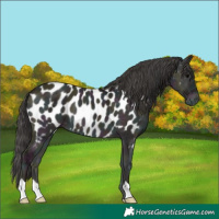 Horse Color:Midnight Grullo Ice Onyx Near Leopard 