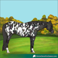 Horse Color:Midnight Grullo Ice Onyx Appaloosa 