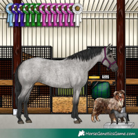 Horse Color:Grullo Roan 
