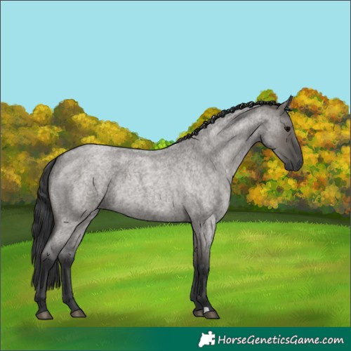 Horse Color:Grullo Roan 