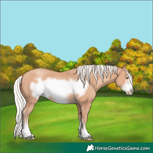Horse Color:Silver Amber Champagne Frame 