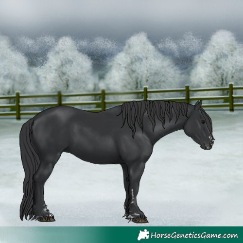 Horse Color:Black  and Black 