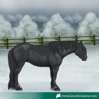 Horse Color:Black  and Black 
