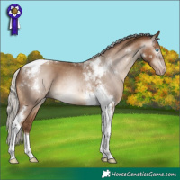 Horse Color:Gray Silver Amber Champagne Tobiano Appaloosa 