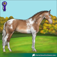 Horse Color:Gray Silver Amber Champagne Tobiano Appaloosa 
