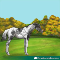 Horse Color:Gray Black Tobiano Rabicano
