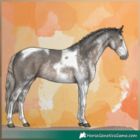 Horse Color:Gray White Spotted Silver Black Tobiano Rabicano