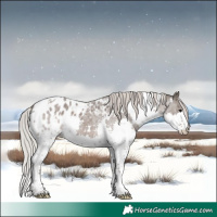 Horse Color:White Spotted Silver Blue Roan Splash Appaloosa 
