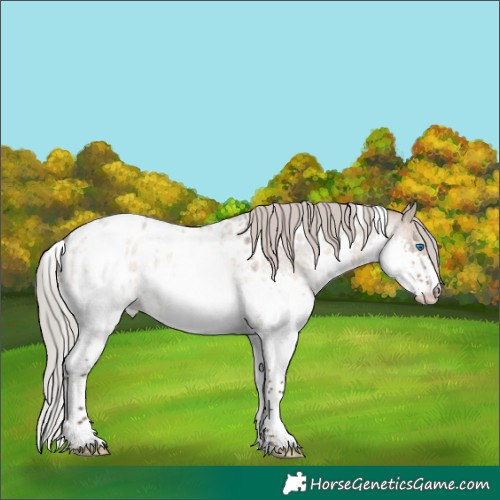 Horse Color:White Spotted Silver Brown Roan Dun Splash Appaloosa Rabicano 