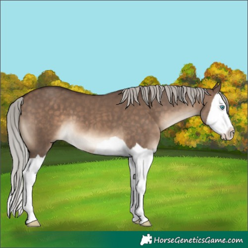 Horse Color:Silver Brown Dun Splash 