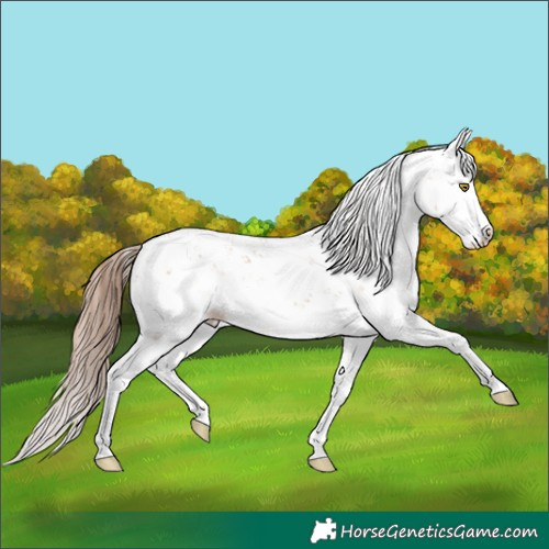 Horse Color:Brown Pearl Mushroom Sabino Splash