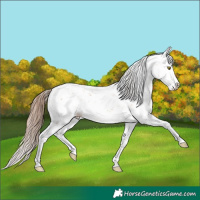 Horse Color:Brown Pearl Mushroom Sabino Splash 