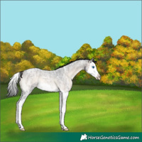 Horse Color:Brown Ice Roan Onyx Splash