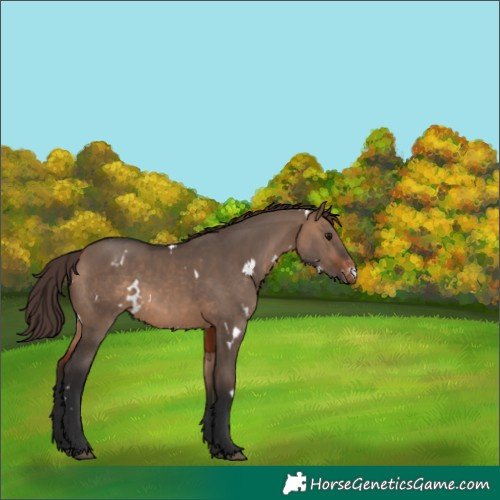 Horse Color:White Spotted Brown Dun Appaloosa 