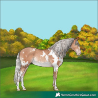 Horse Color:White Spotted Silver Sable Champagne Rabicano