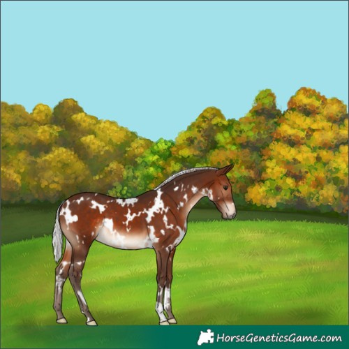 Horse Color:White Spotted Silver Brown