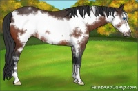 Horse Color:Bay Frame Rabicano 