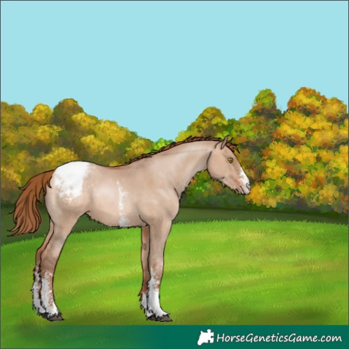 Horse Color:Brown Pearl Dun Sabino Appaloosa