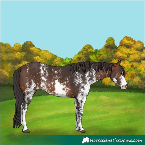 Horse Color:Brown Sabino Rabicano