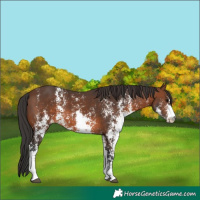 Horse Color:Brown Sabino Rabicano 