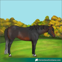 Horse Color:Brown Rabicano 