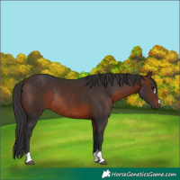 Horse Color:Brown Rabicano 