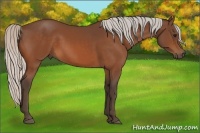 Horse Color:Silver Bay 