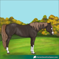 Horse Color:Liver Chestnut Rabicano