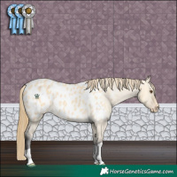 Horse Color:Buckskin Dun Appaloosa