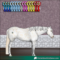 Horse Color:Buckskin Dun Appaloosa 