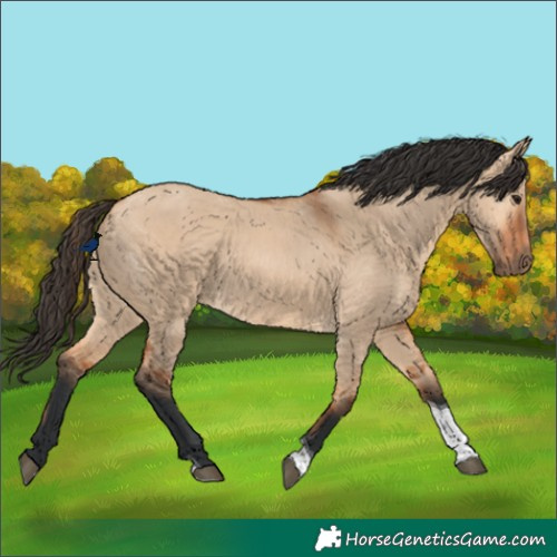 Horse Color:Bay Dun Tobiano Rabicano 