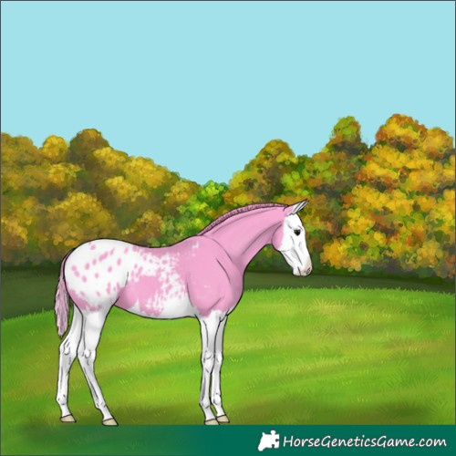 Horse Color:Watercolor Smoky Black Splash Appaloosa 