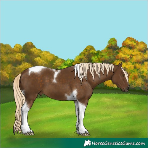 Horse Color:Chocolate Palomino Tobiano 