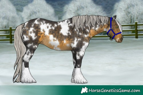 Horse Color:White Spotted Silver Buckskin 