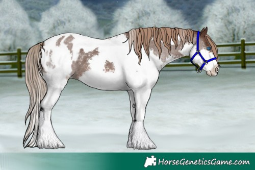Horse Color:Liver Chestnut Splash Tobiano Appaloosa