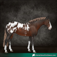 Horse Color:White Spotted Liver Chestnut Tobiano Blanket 