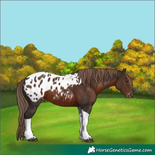Horse Color:Liver Chestnut Tobiano Appaloosa 