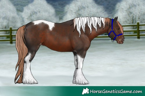 Horse Color:Liver Chestnut Tobiano Appaloosa
