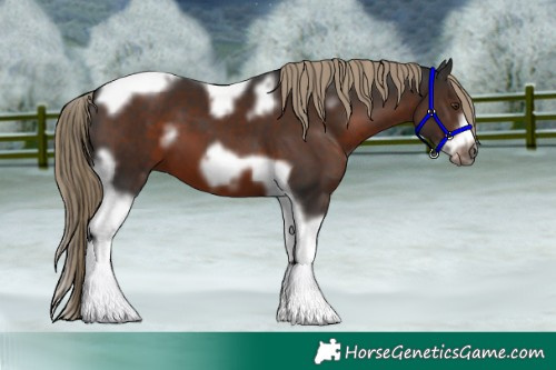 Horse Color:White Spotted Liver Chestnut Tobiano Frame