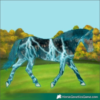 Horse Color:Void Thunderstruck Plaid  White Spotted Bay Appaloosa 